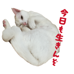 nekokamasu_20260625142723