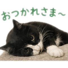 momo_20260626170111