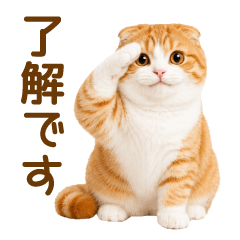 Scottish Fold (tyasiro)(everyday)