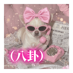 Chihuahua Pink Meme for Fairies (Text)