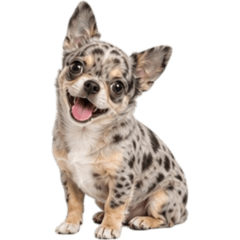 Rare Chihuahua Colors Big [ZiFu]
