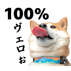 shibainu comugi to aruji_20260624181833