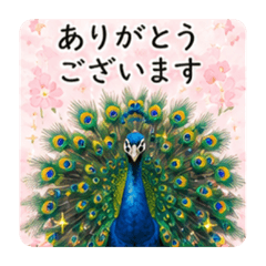 Peacock Polite Pack