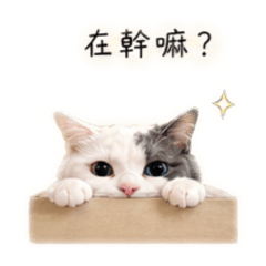湯圓情緒包
