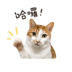 小猴CC