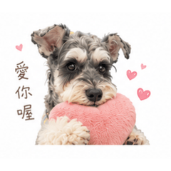 塗家Somi是雪納瑞