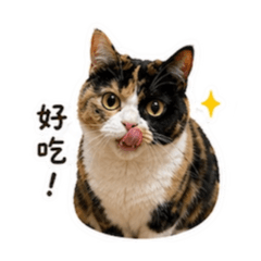 鱈鮪跳