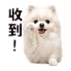 可愛王子的日常