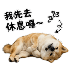 是阿柴啊啊啊啊