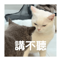 灰白貓咪
