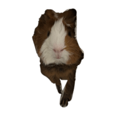 JAOyun