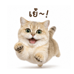 Cookie Benben color cat