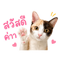Fuku Grumpy Cat