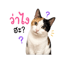 Khapi