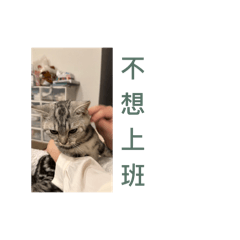 木木日常話