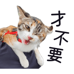 洋樂嘟更哆