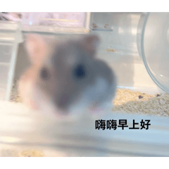泡泡魚的一天