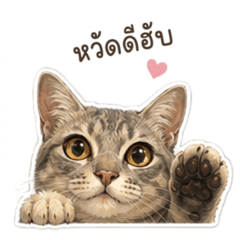 Paopao the fat cat