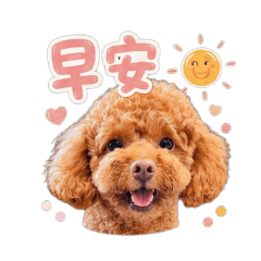 ✧迷你貴賓✧日常對話-果凍