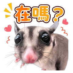 蜜袋鼯吶兒&努努