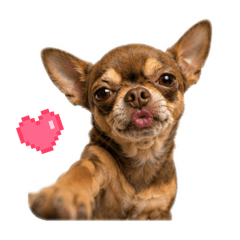 Flamboyant Chihuahua Benji