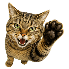 Tiger Bossy Brown Tabby(No text)