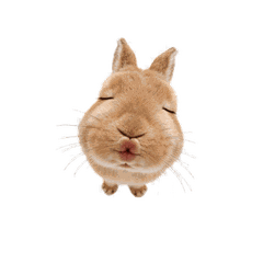 Chubby Cheek Bunno Animated