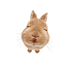 Chubby Cheek Bunno Animated