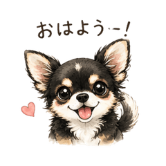 Chiwawa Long Kuro-chan