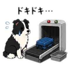 The Traveling Border Collie: at Airport