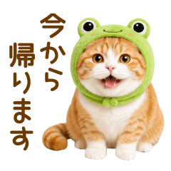 Scottish Fold (tyasiro)(Family)