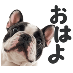 everyday  frenchbulldog