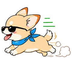 Chiwassu Chihuahua