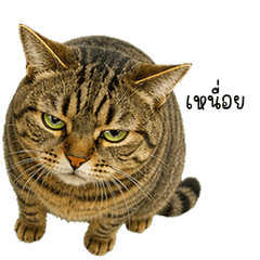 Tiger Bossy Brown Tabby