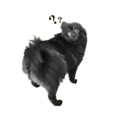 黒ポメのいつものスタンプ 2 Line スタンプ Line Store 黒ポメのいつものスタンプ 2 Line スタンプ Line Store