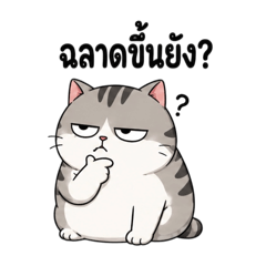 Chub tabby cat