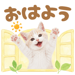 誰でも使える大人可愛い☆癒しにゃんこ