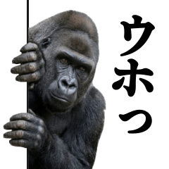 ウホウホで伝えるゴリラ！