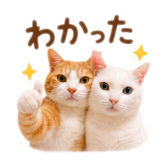 miii_20260626202118