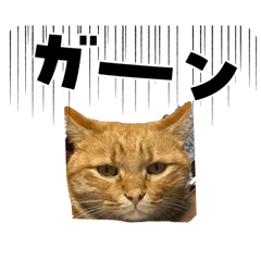 cat_1205