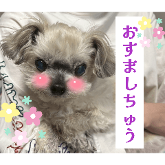 shiratama_20260627074503