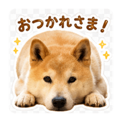 miya_20260627122617