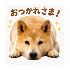miya_20260627124357