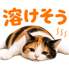 可愛三花貓的夏天貼圖