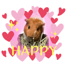 Everyday Guinea Pigs