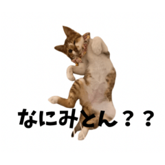 zuzudayo