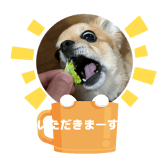 bebi_wanko