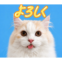 haruki_20260627140626