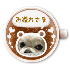 我が家のラテ（チワワ）