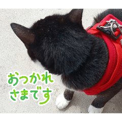 ami_20260627172529